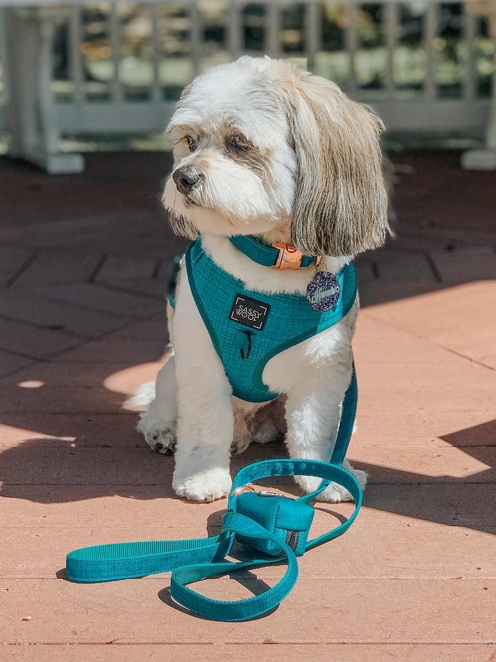 Dog Leash - Napa