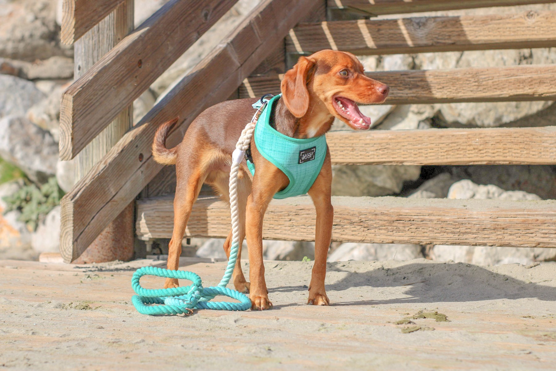 Dog Rope Leash - Ombre Teal