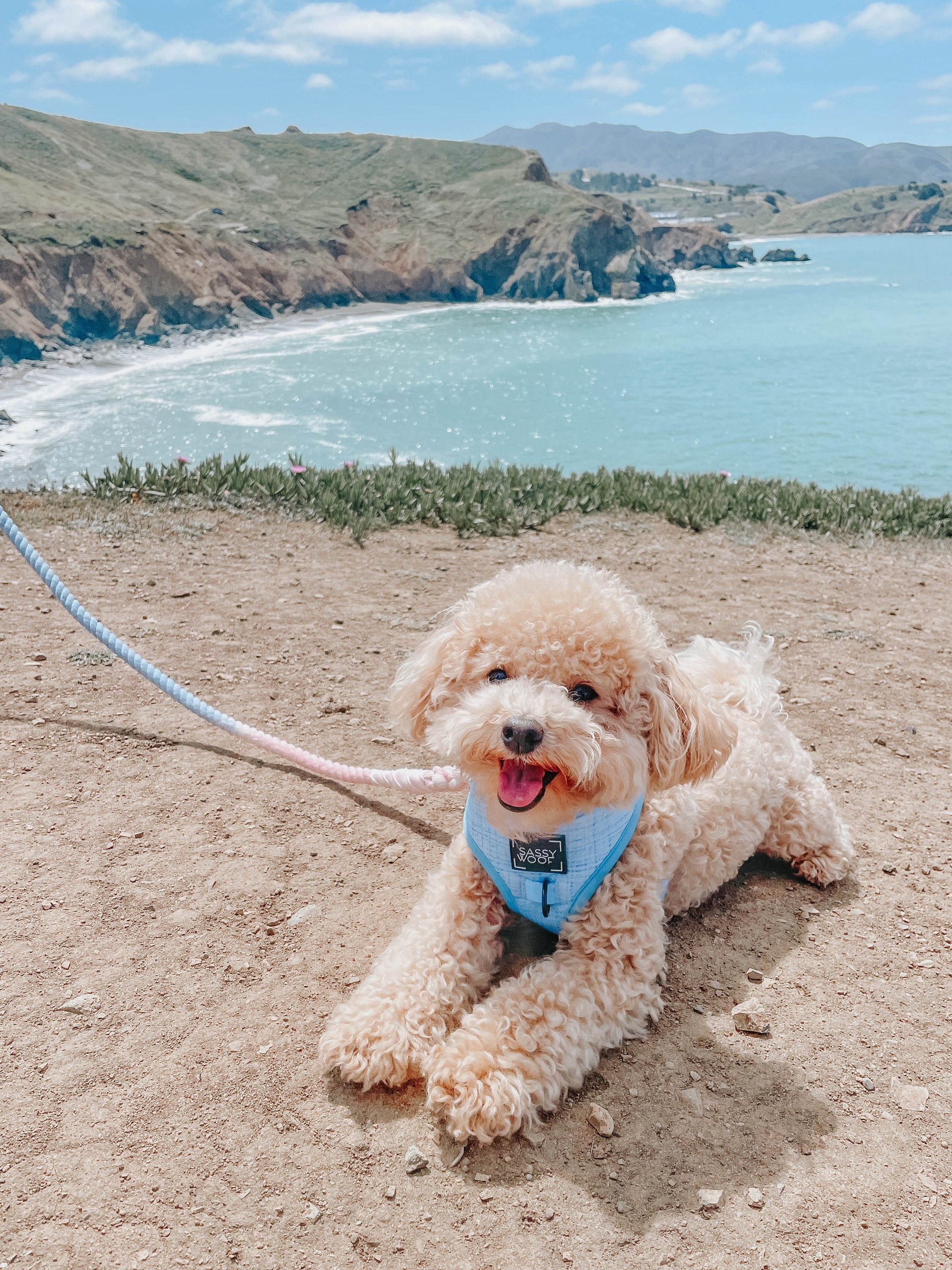 INFLUENCER_CONTENT | @TEACUP_OF_ROSE