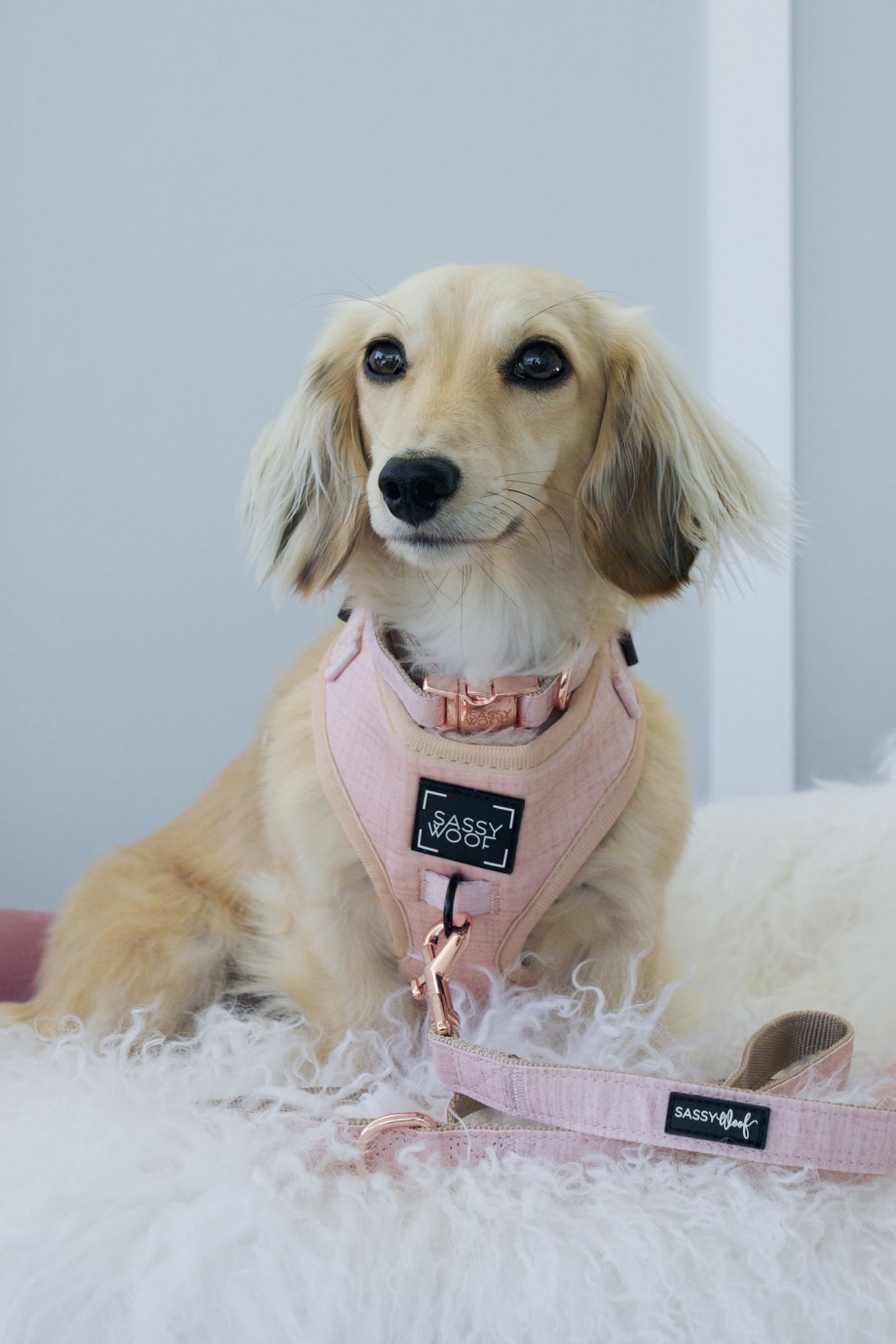 INFLUENCER_CONTENT | @KHALEESI.THE.DACHSHUND | SIZE XS