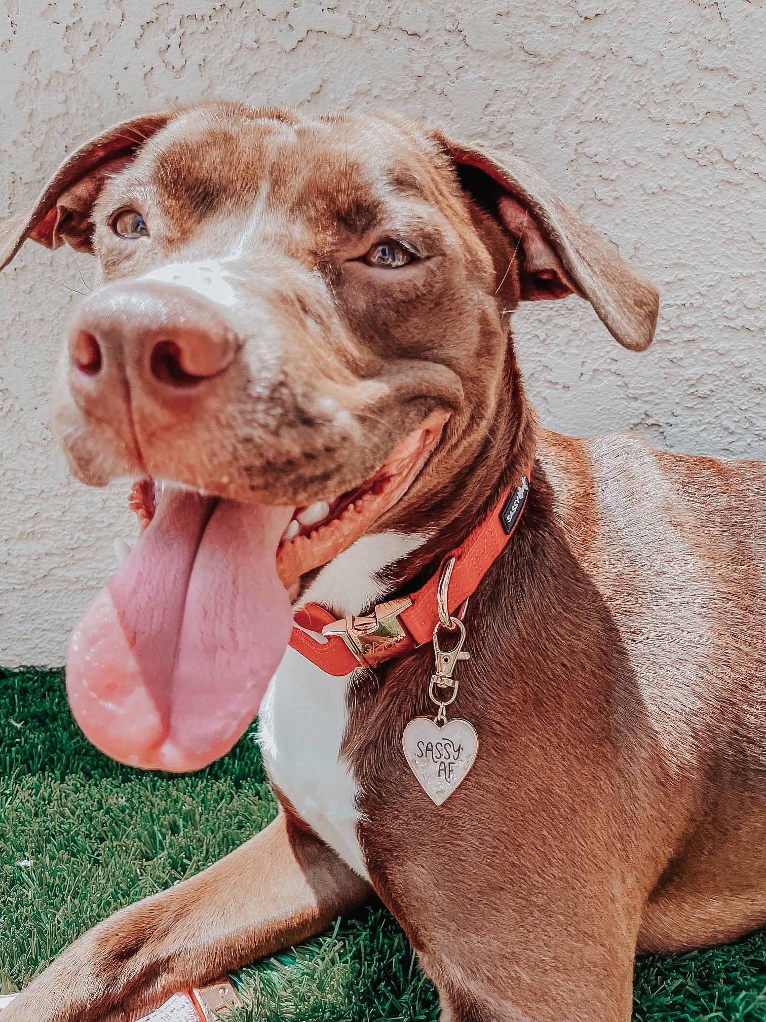 Dog Collar - Merlot
