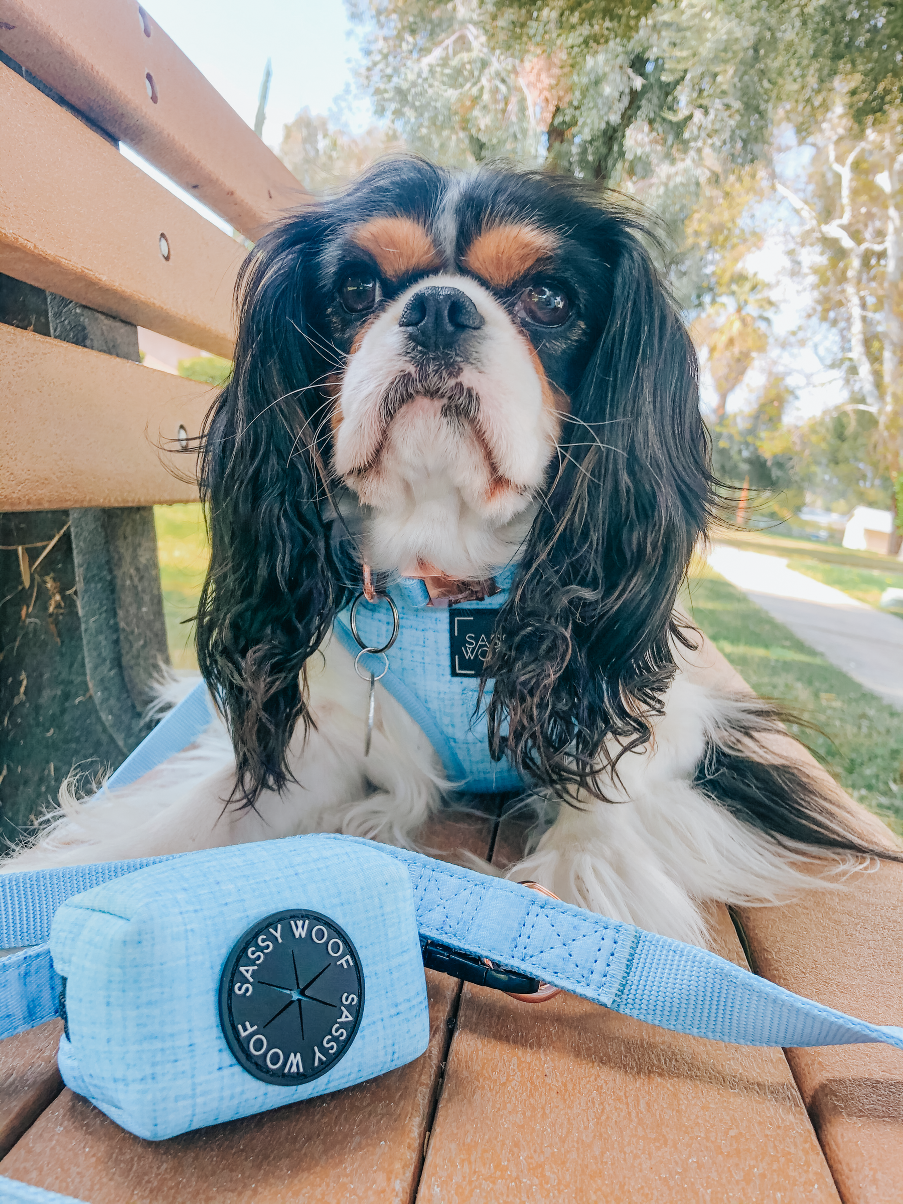 Dog Leash - Blumond