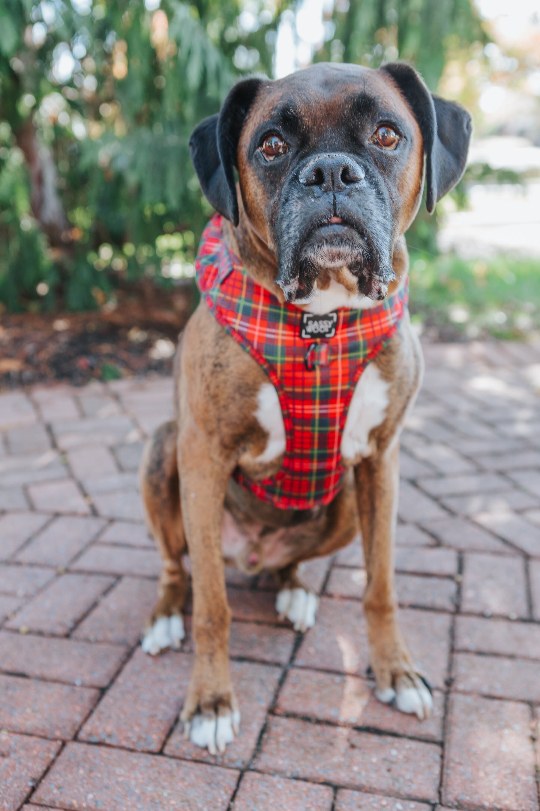 INFLUENCER_CONTENT | @THORTHEBOXER2012 | SIZE XL