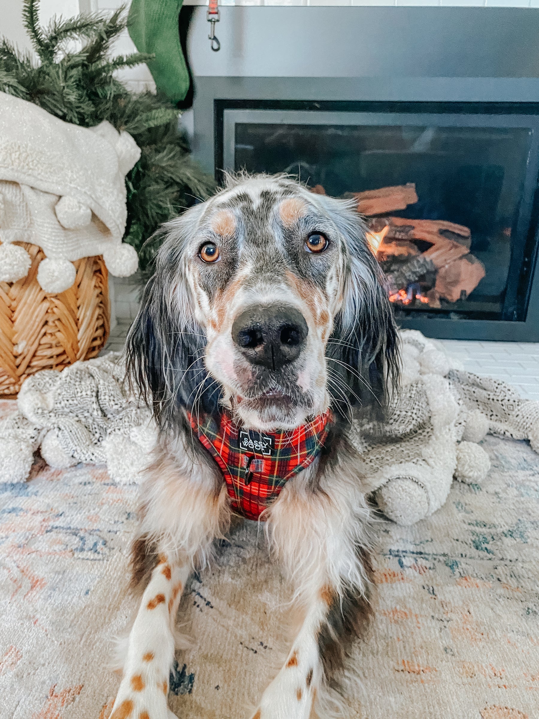 INFLUENCER_CONTENT | @SKYETHESETTER | SIZE L