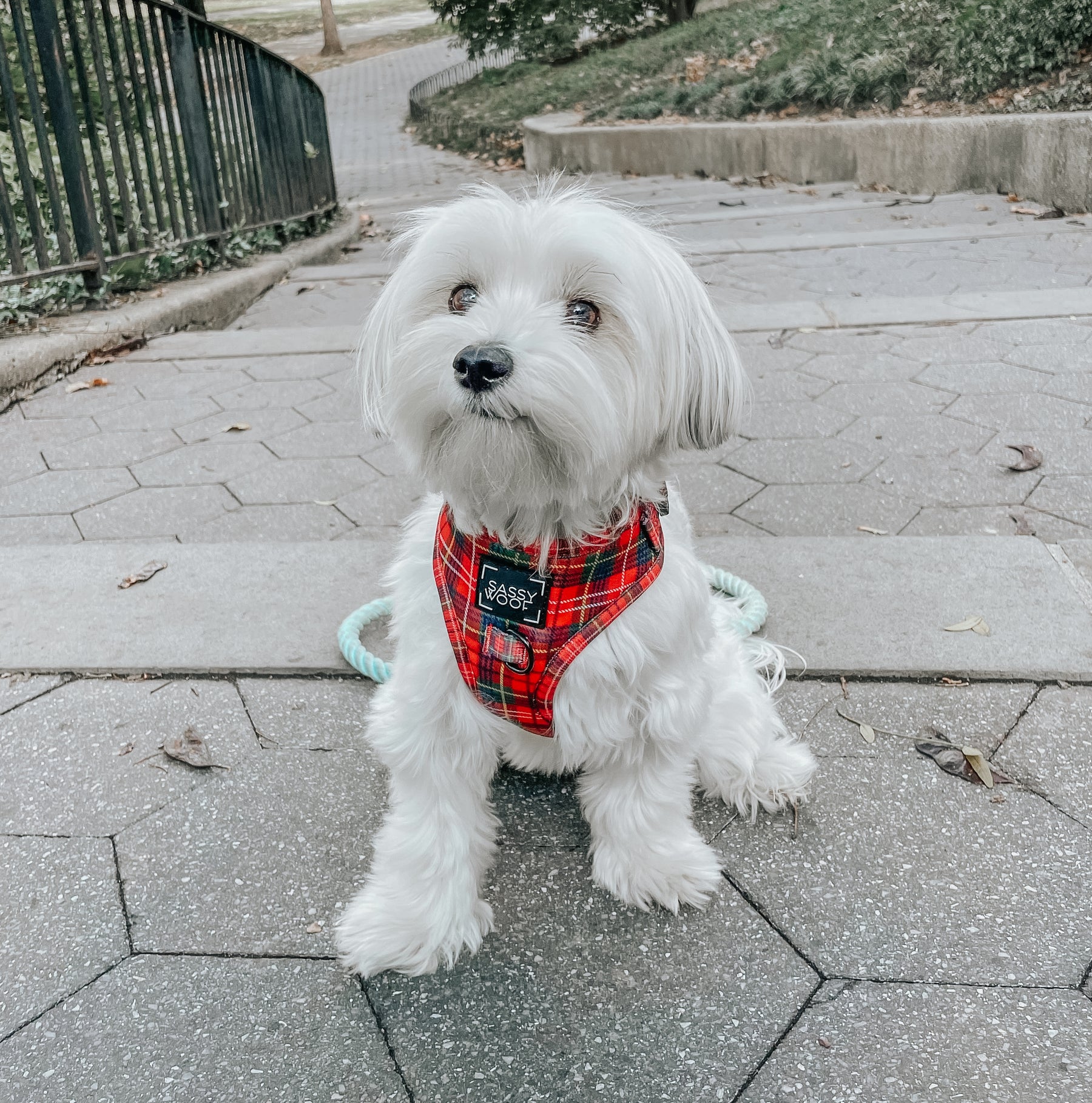 INFLUENCER_CONTENT | @ROCKYNYCMORKIE | SIZE XS