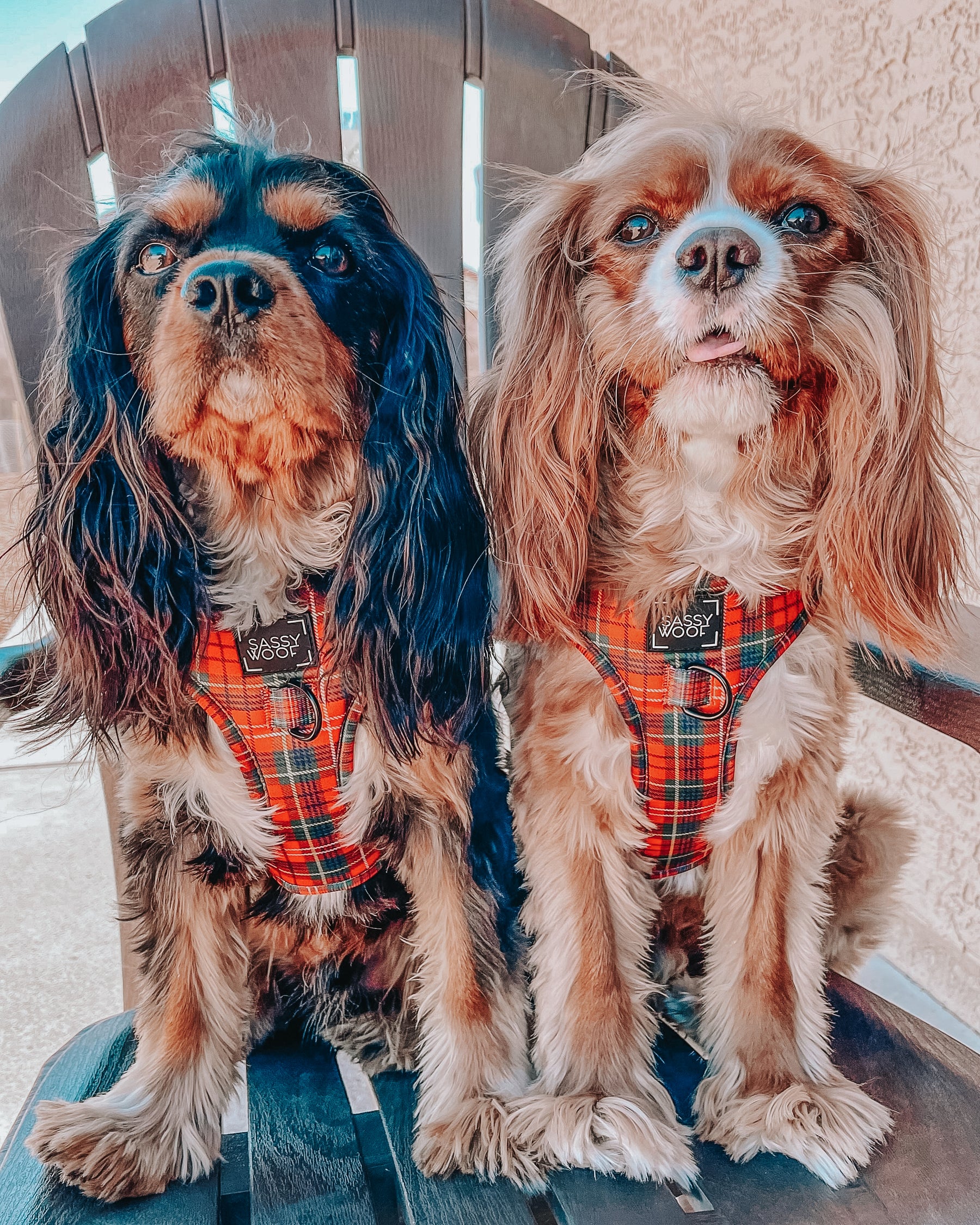 INFLUENCER_CONTENT | @THATDOGBODHI | SIZE S + M