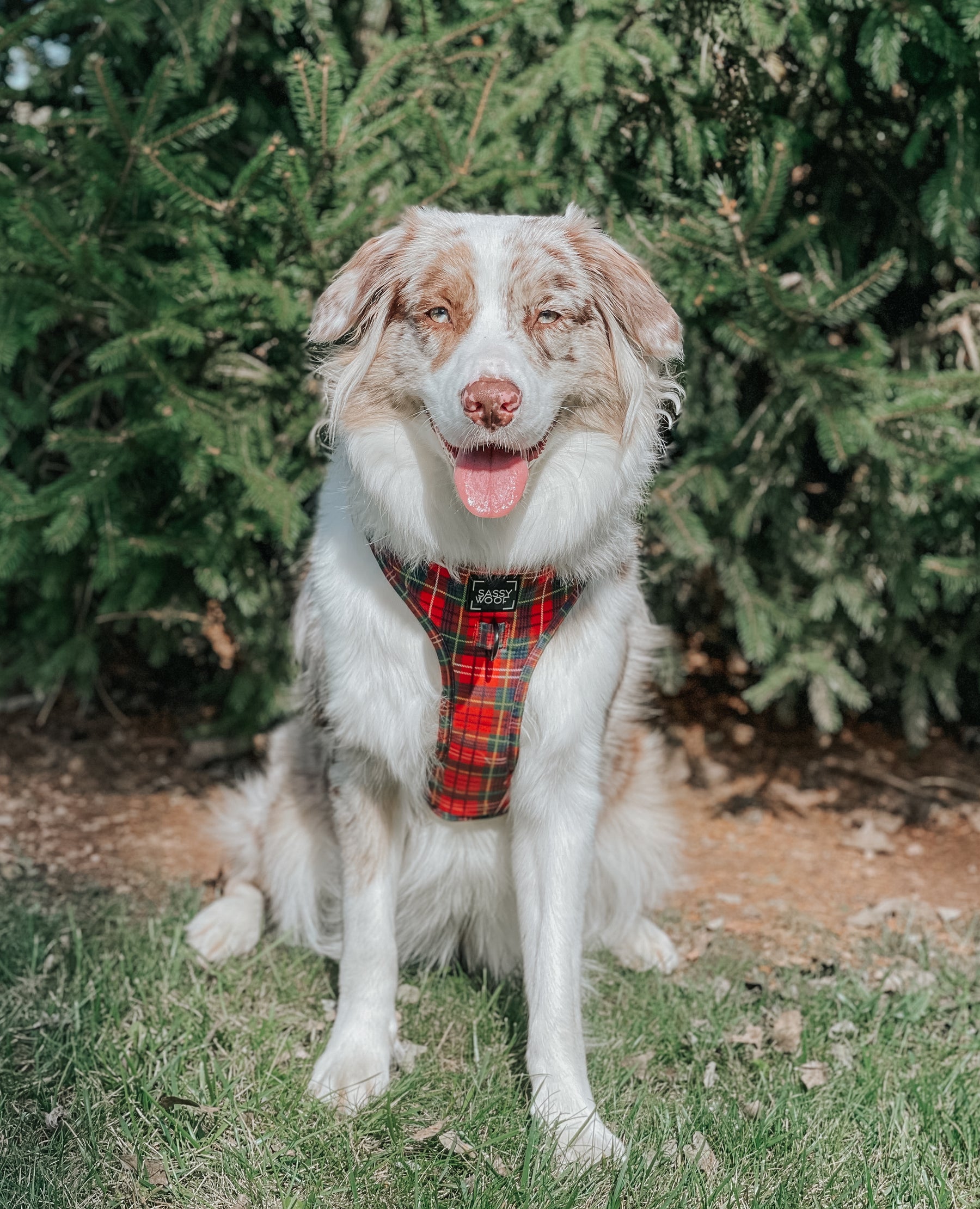 INFLUENCER_CONTENT | @MILATHEAUSSIEDOG | SIZE L