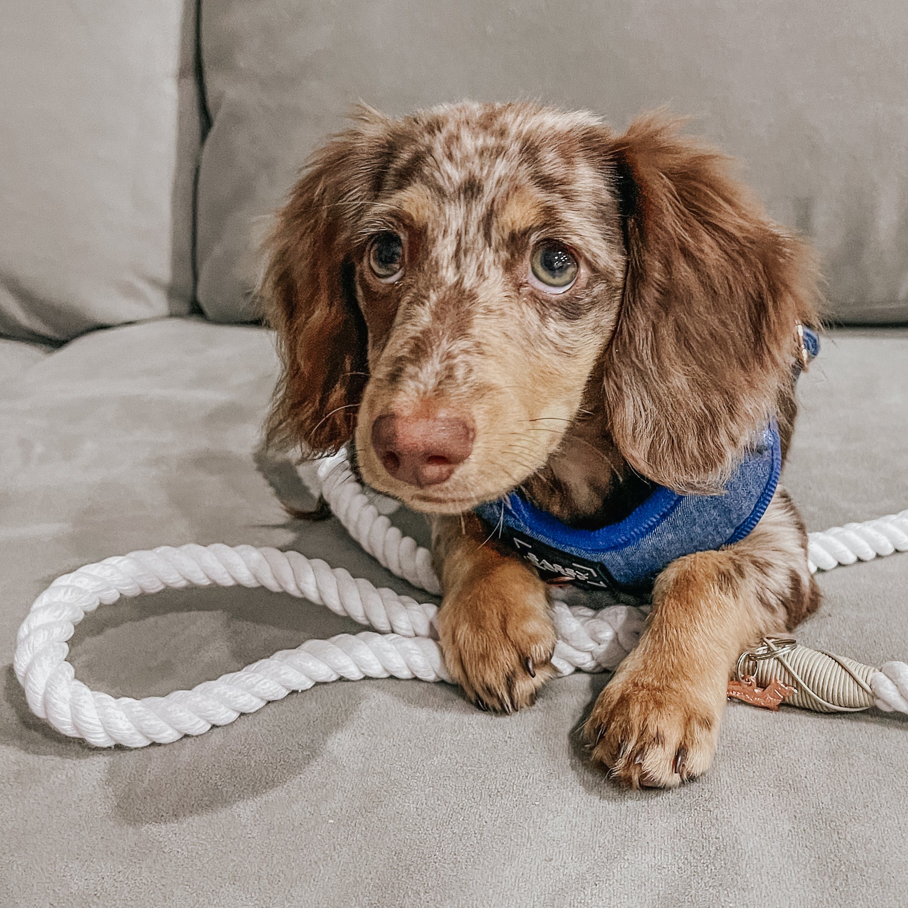 Dog Rope Leash - Dove