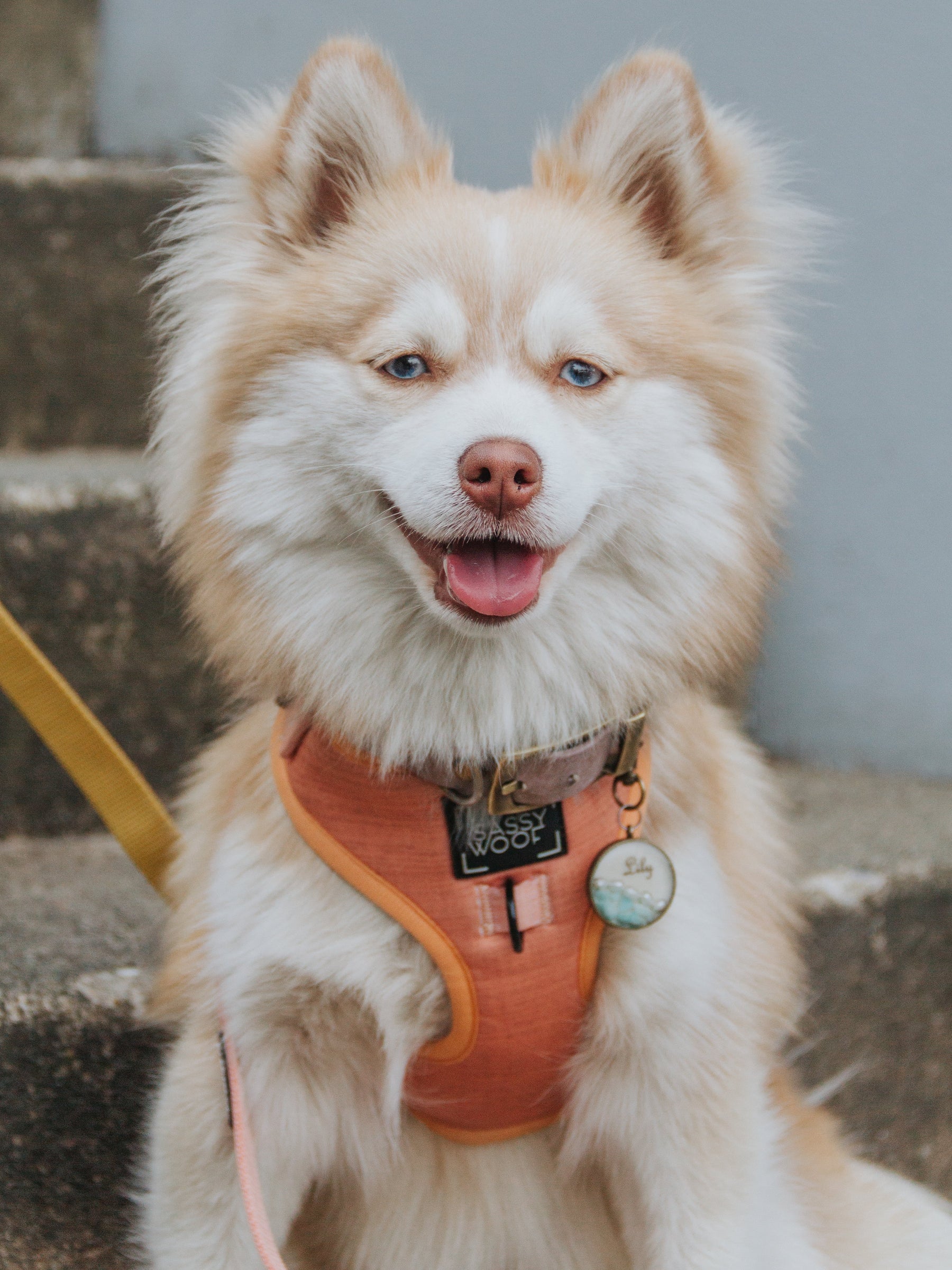 INFLUENCER_CONTENT | @ROSEY.LILY.POMSKIES | SIZE S