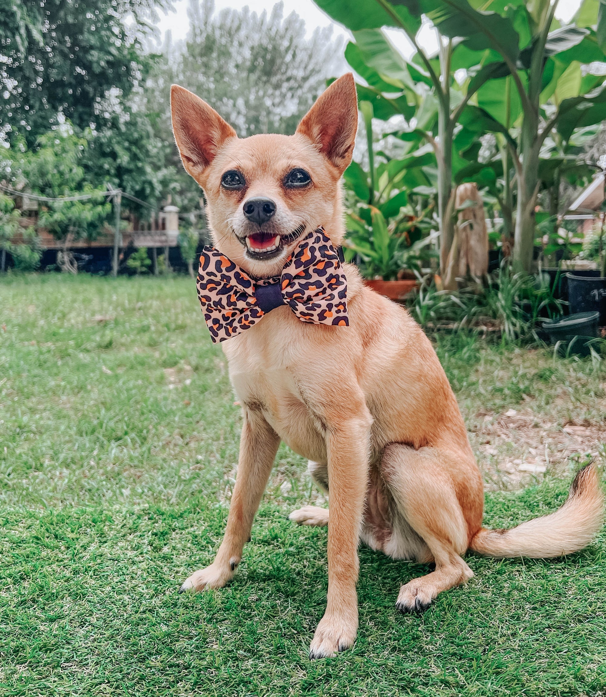 INFLUENCER_CONTENT | @MARILYNCHIHUAHUA