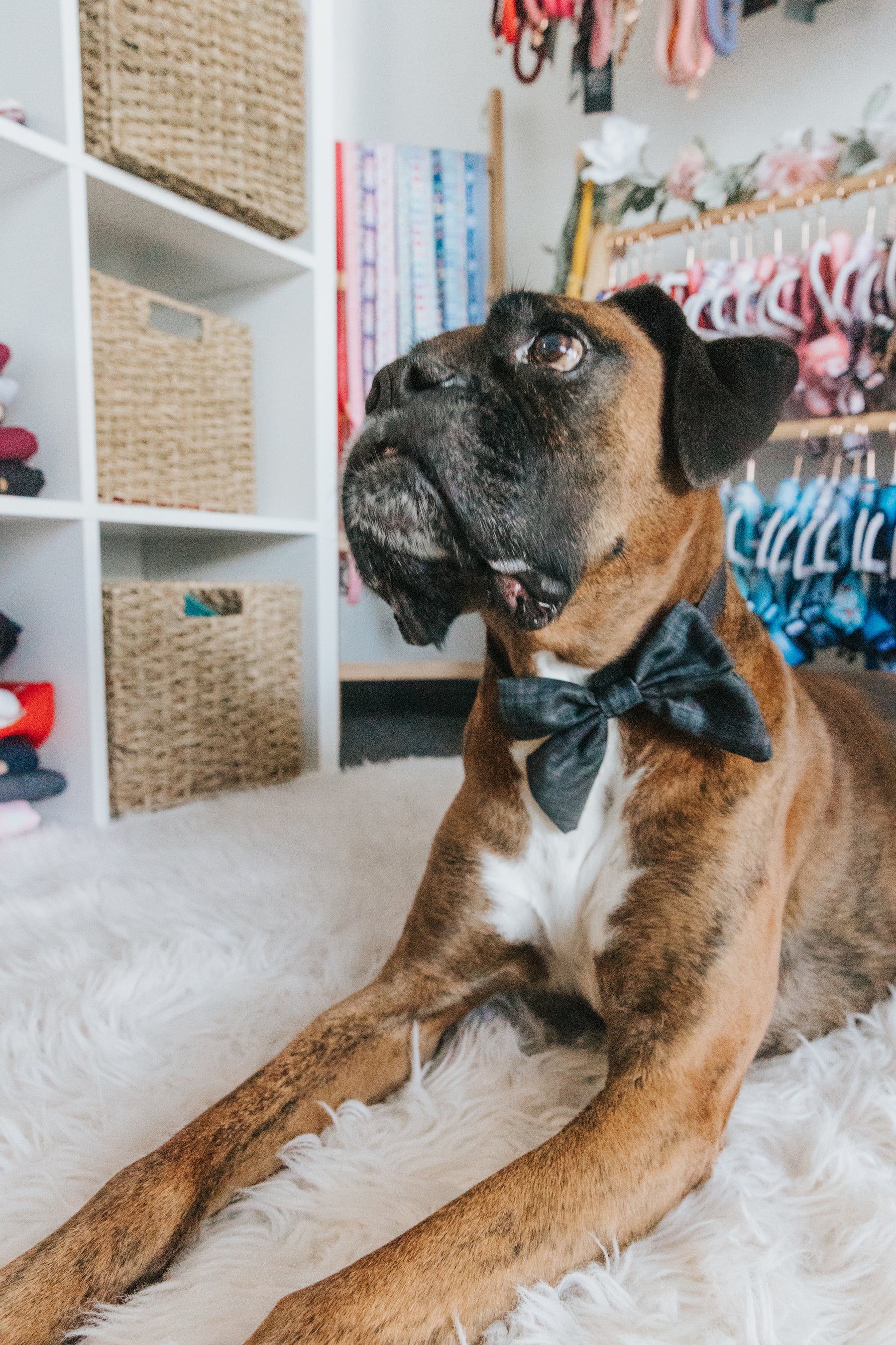 INFLUENCER_CONTENT | @THORTHEBOXER2012