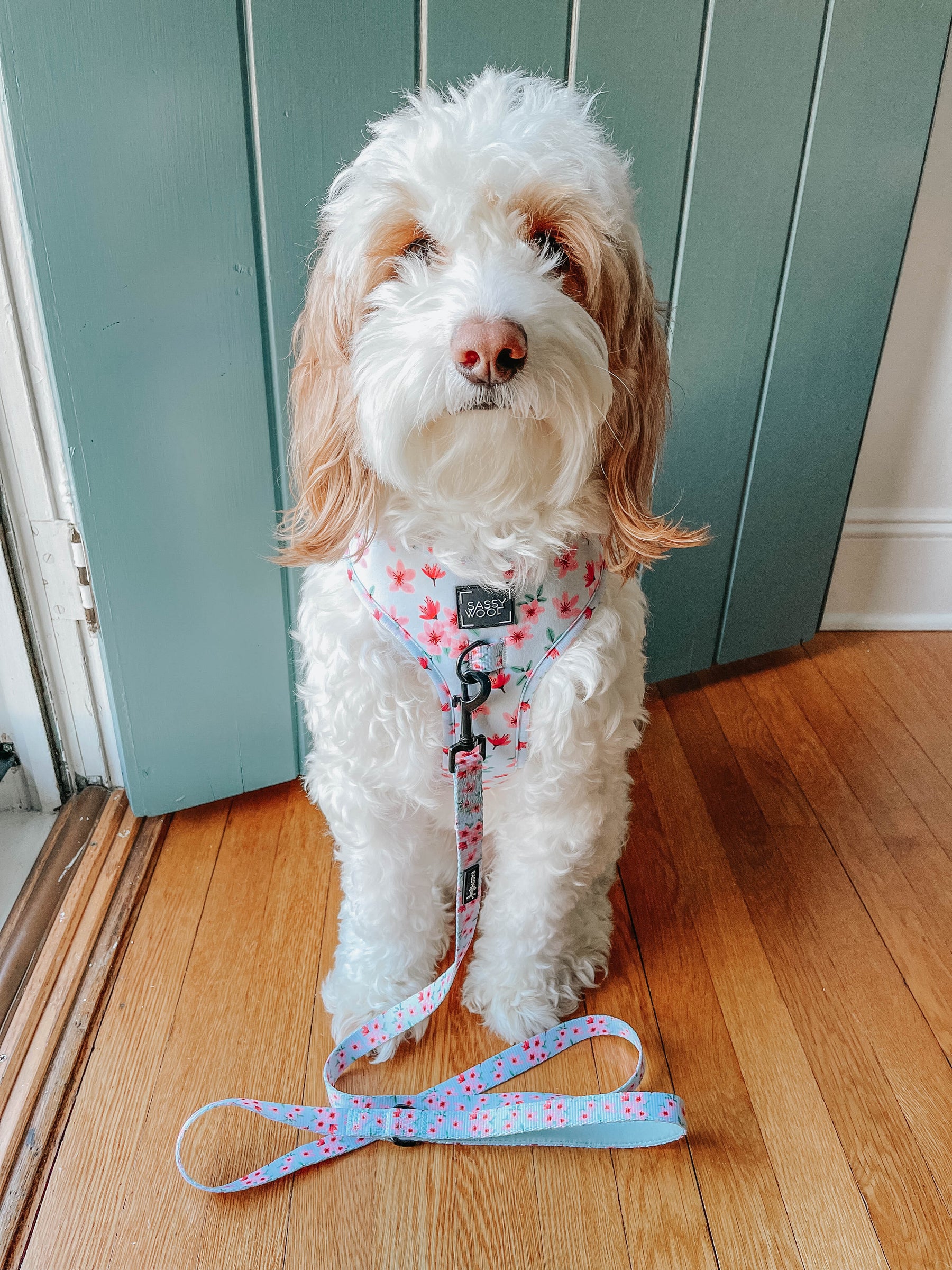 INFLUENCER_CONTENT | @HONEYTHEBERNEDOODLE |