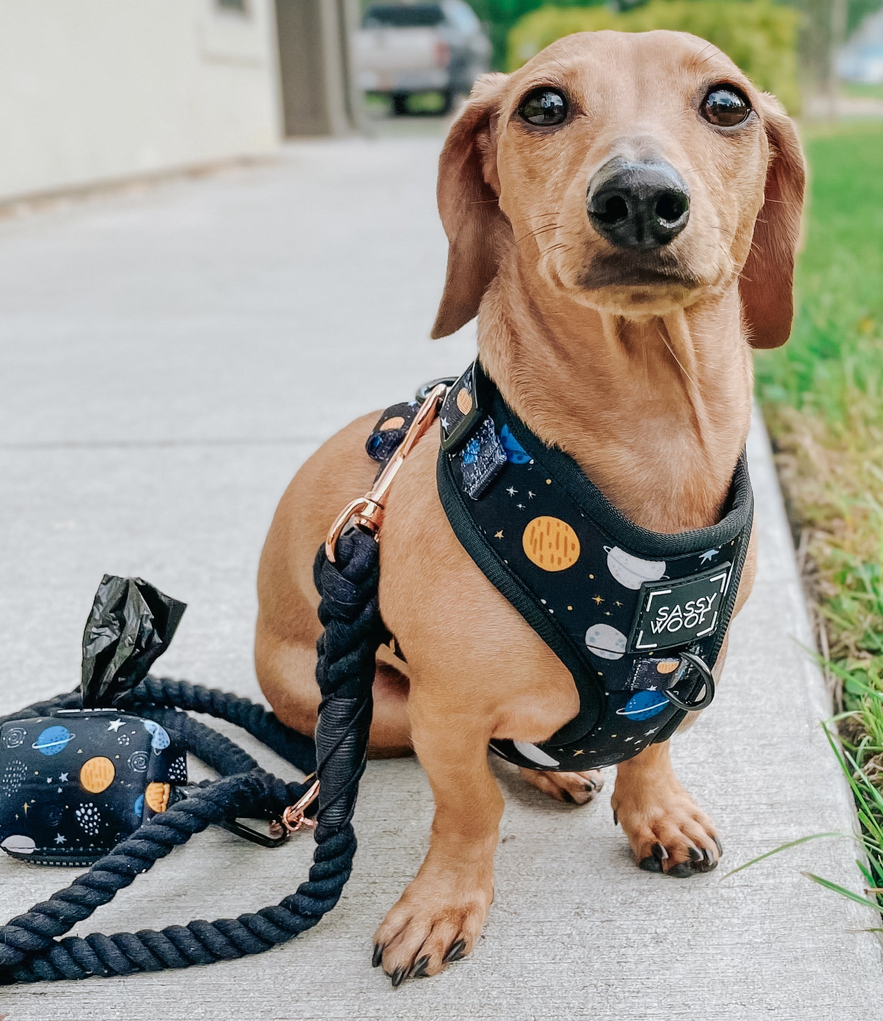 Dog Rope Leash - Noir