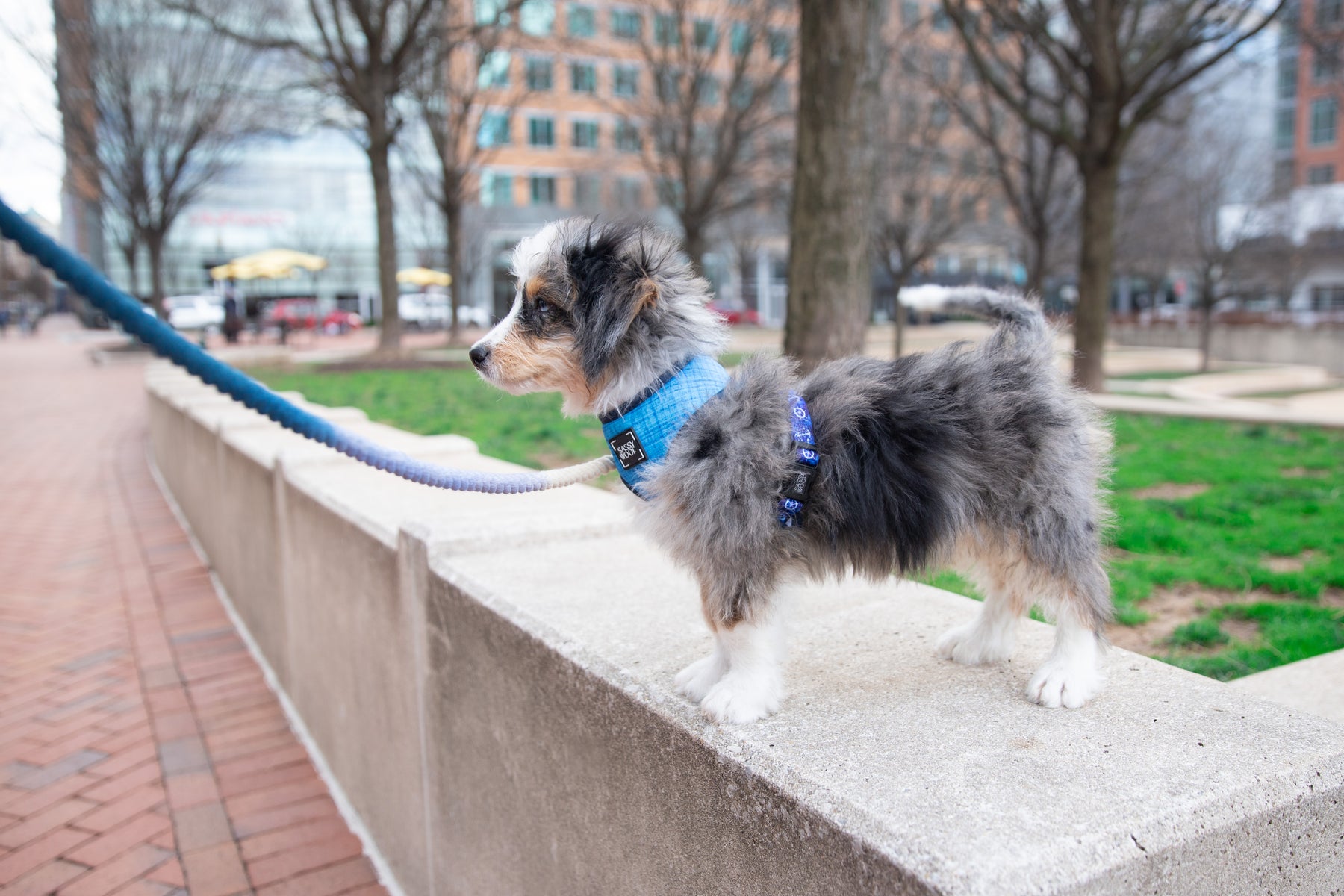 Dog Rope Leash - Ombre Blue