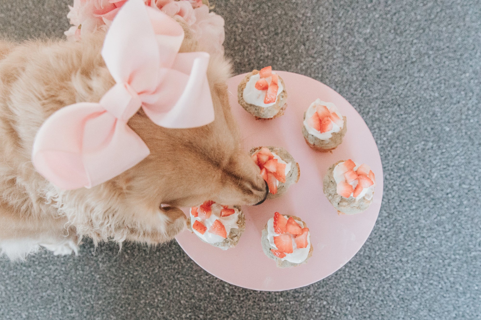 Valentine's Day Recipes For Pups