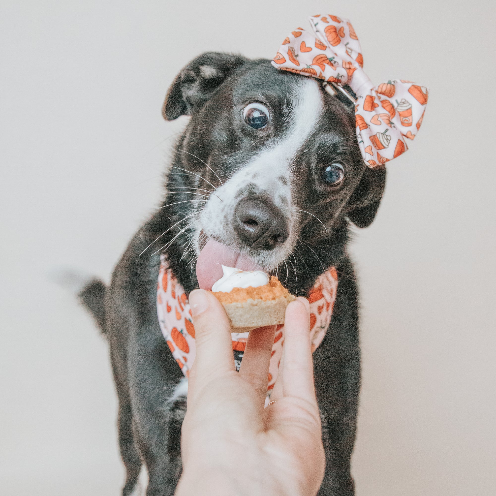 Pup Project: Puppy Pumpkin Pie