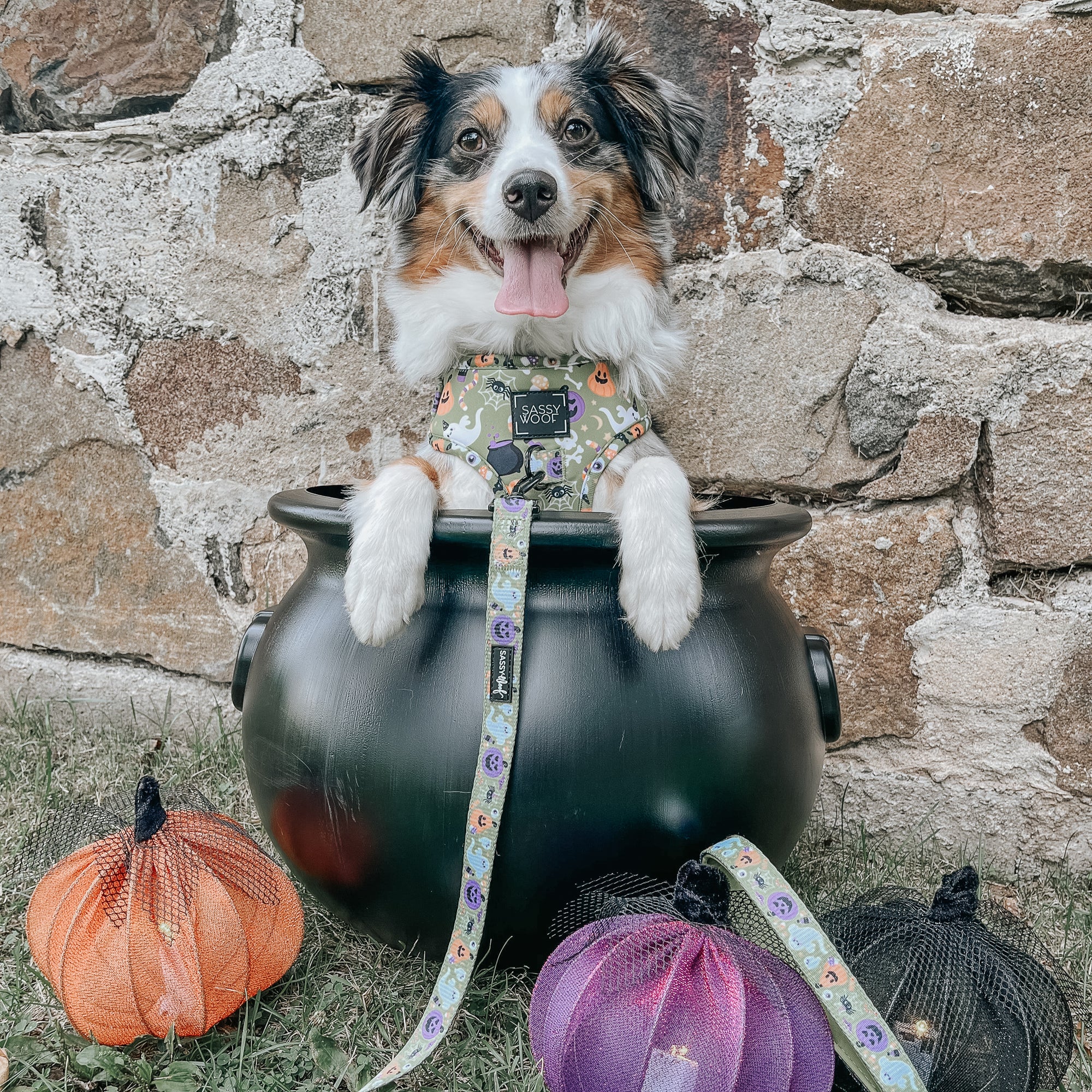 Dangerous Foods for Pups in the Fall