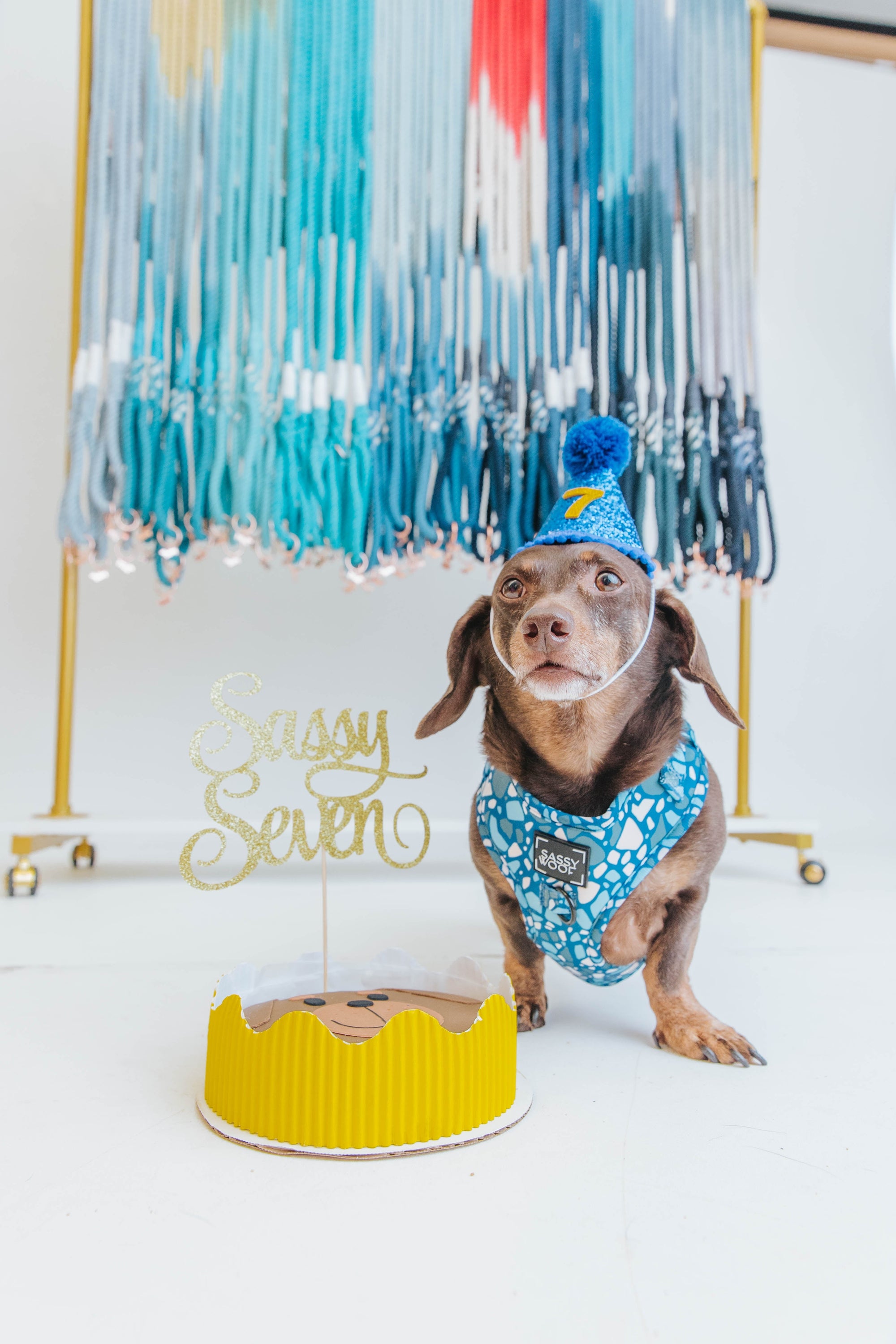 Barkday Pawty Ideas!