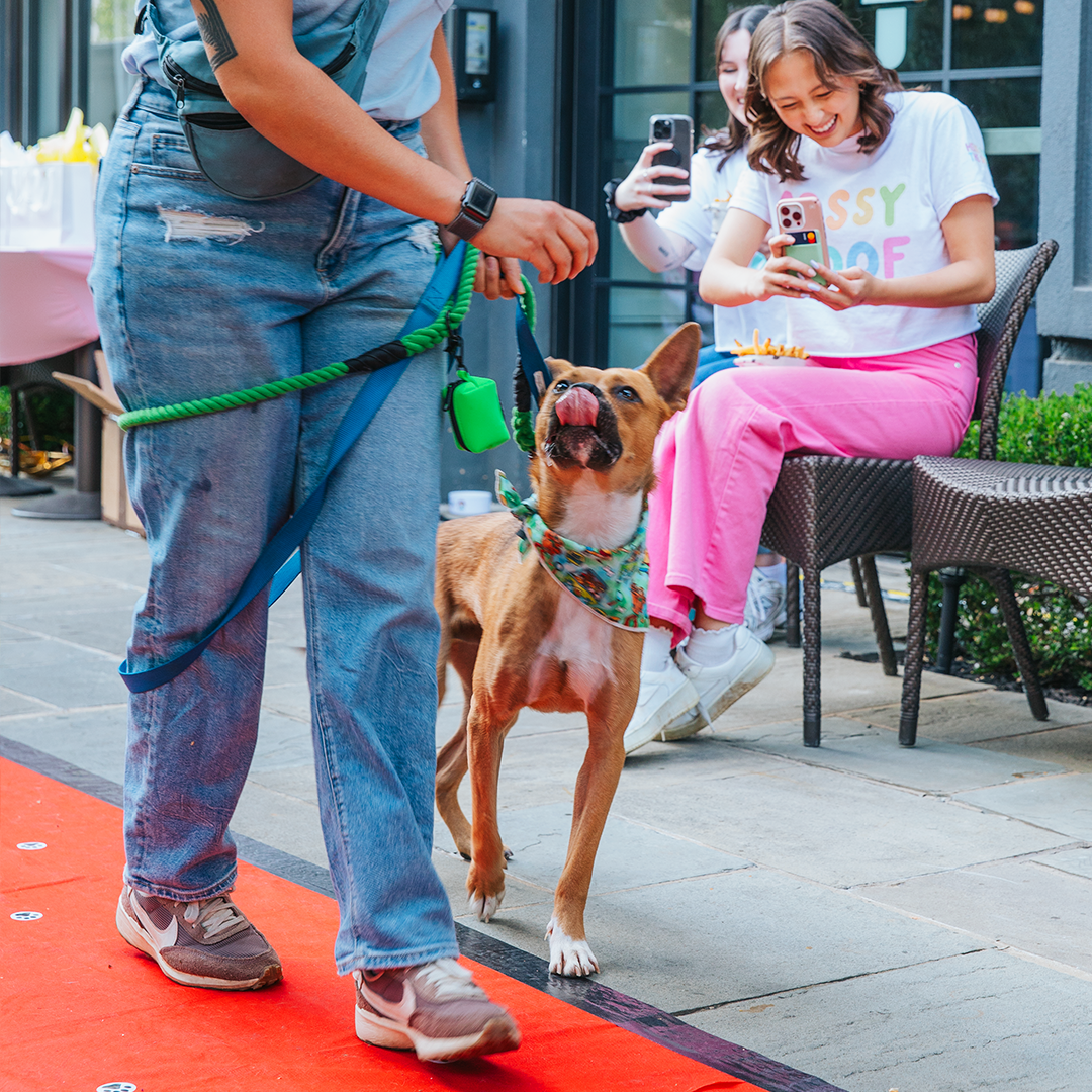 Lucky Dog Rescue x Sassy Woof at the Darcy Hotel