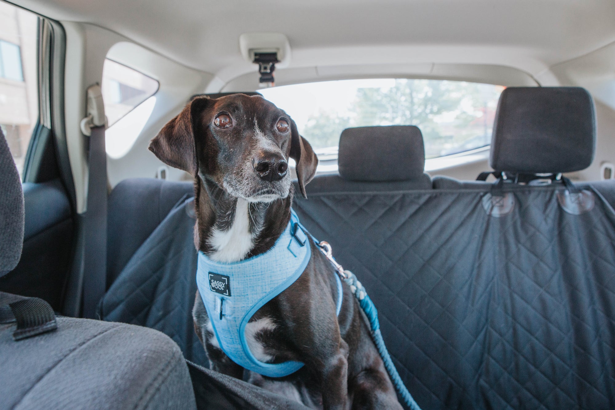 Boarding Your Pup When On Vacation