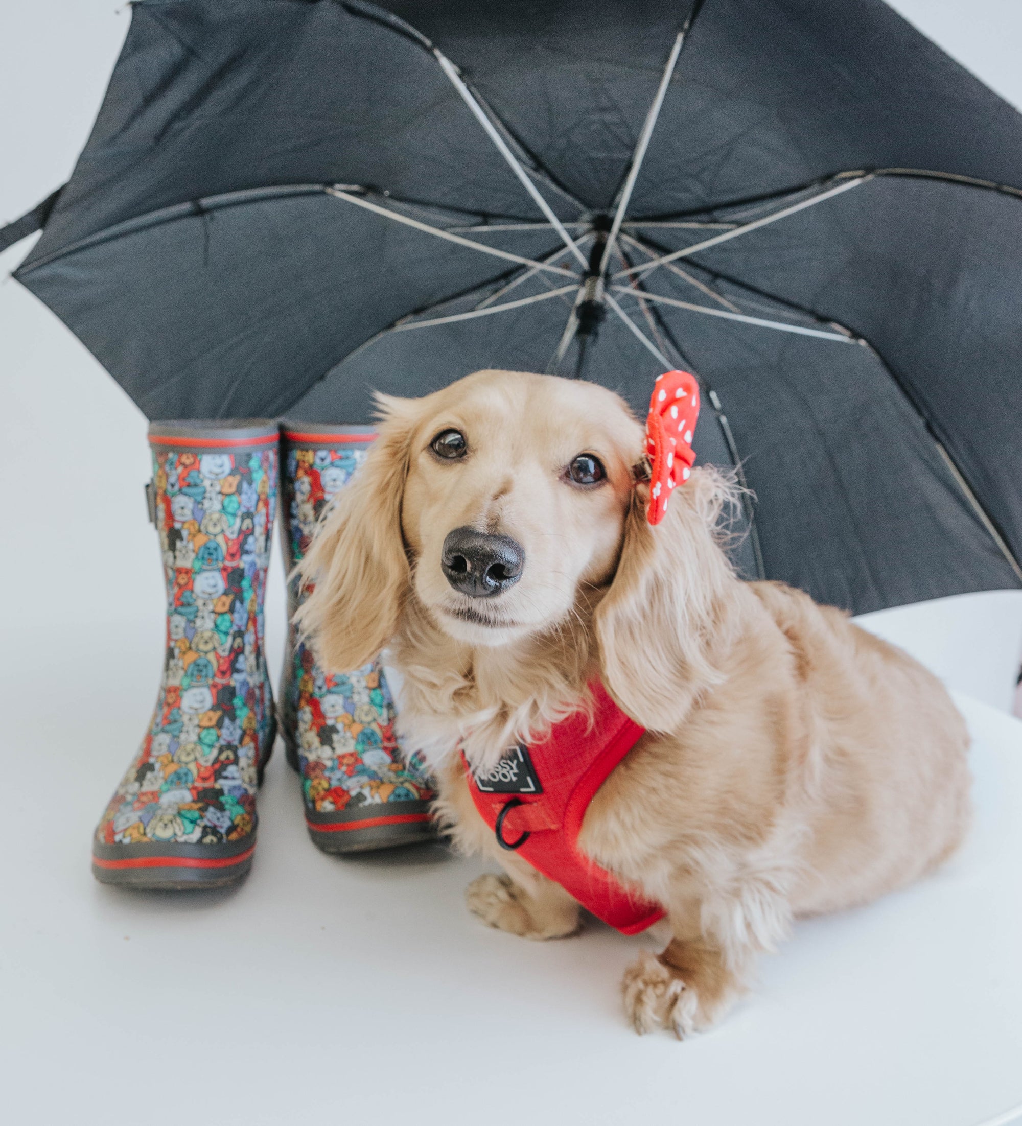 April Showers Bring Puppy Flowers