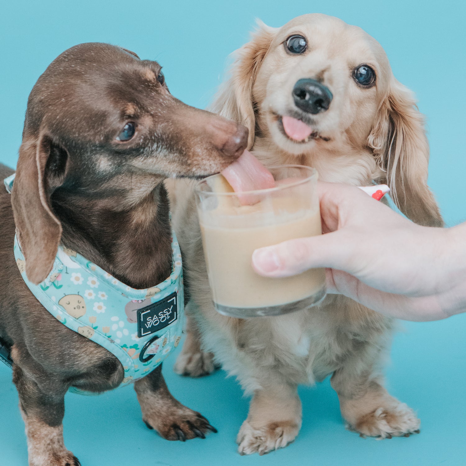 Simple Smoothies for Your Pups!