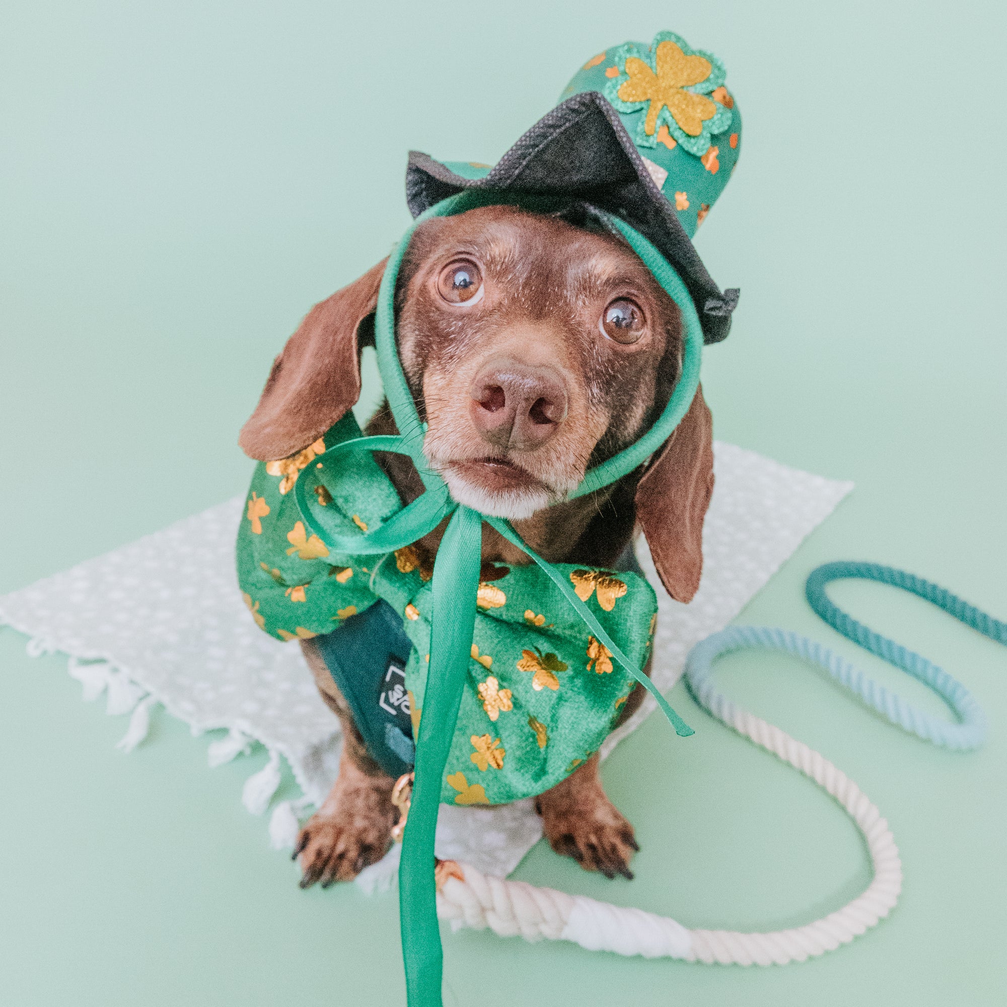 Dog Friendly St. Patrick's Day Events - DMV Area