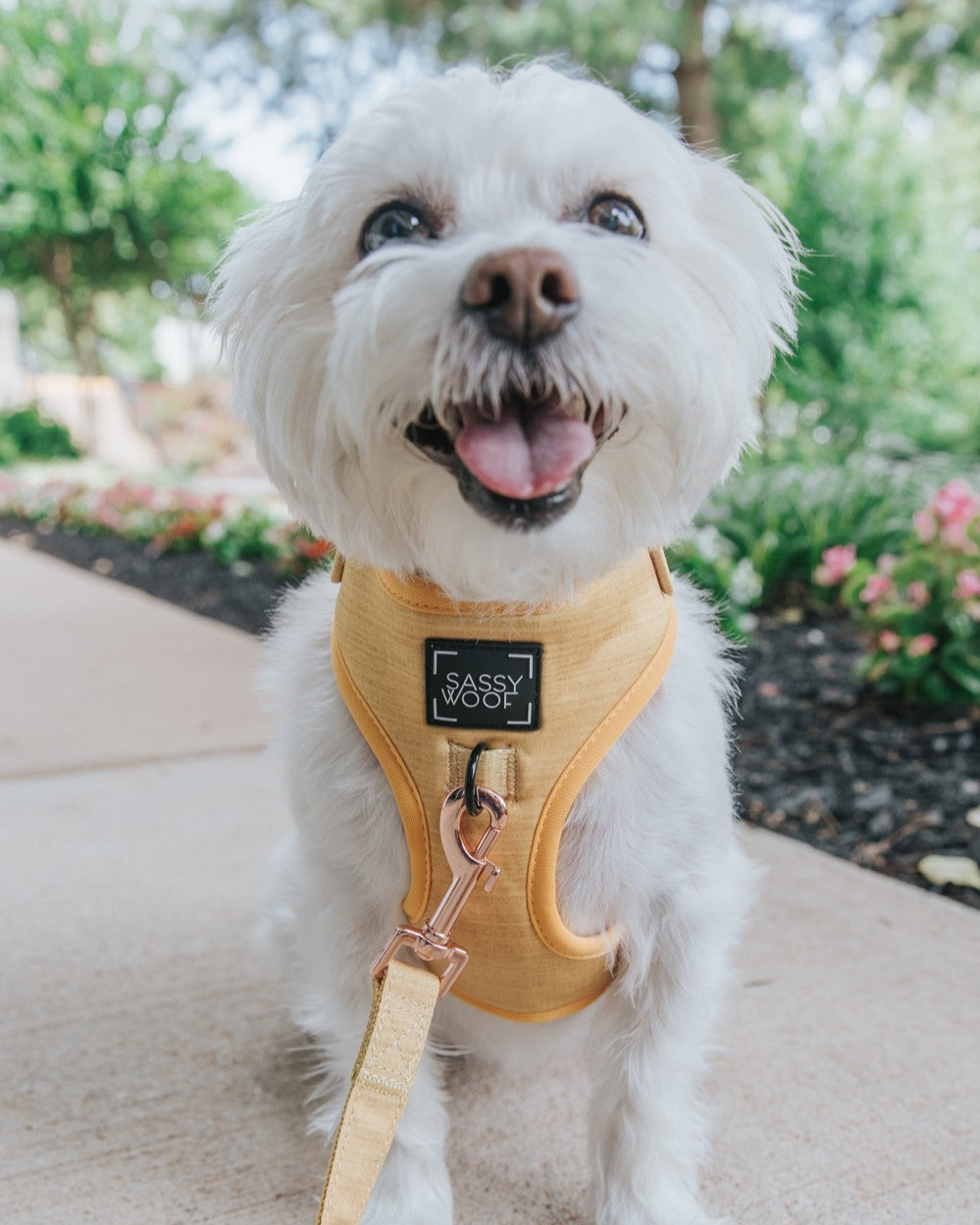 A blue-eyed Australian Shepherd dog wearing a teal harness and matching leash lies on a bed with white bedding and a green tree-shaped pillow in the background.