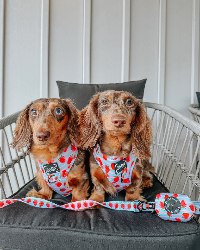 Shop the Look - O Christmas Treat