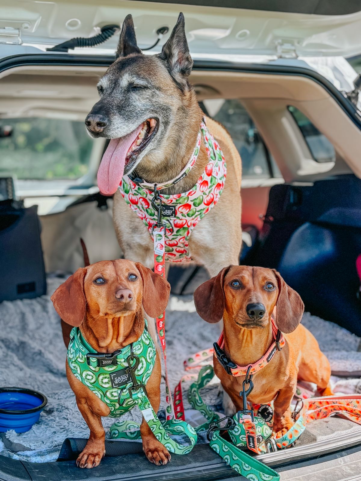 Shop The Look - Pawketful of Sunshine