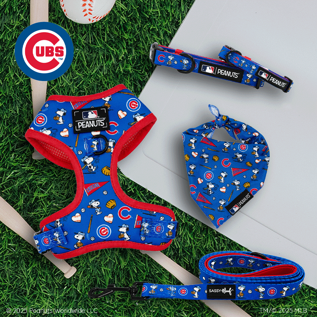 Chicago Cubs-themed Peanuts dog accessories, including a harness, leash, collar, and bandana, are displayed on grass next to a bat and baseball. The items are blue with red trim and cartoon Snoopy graphics.