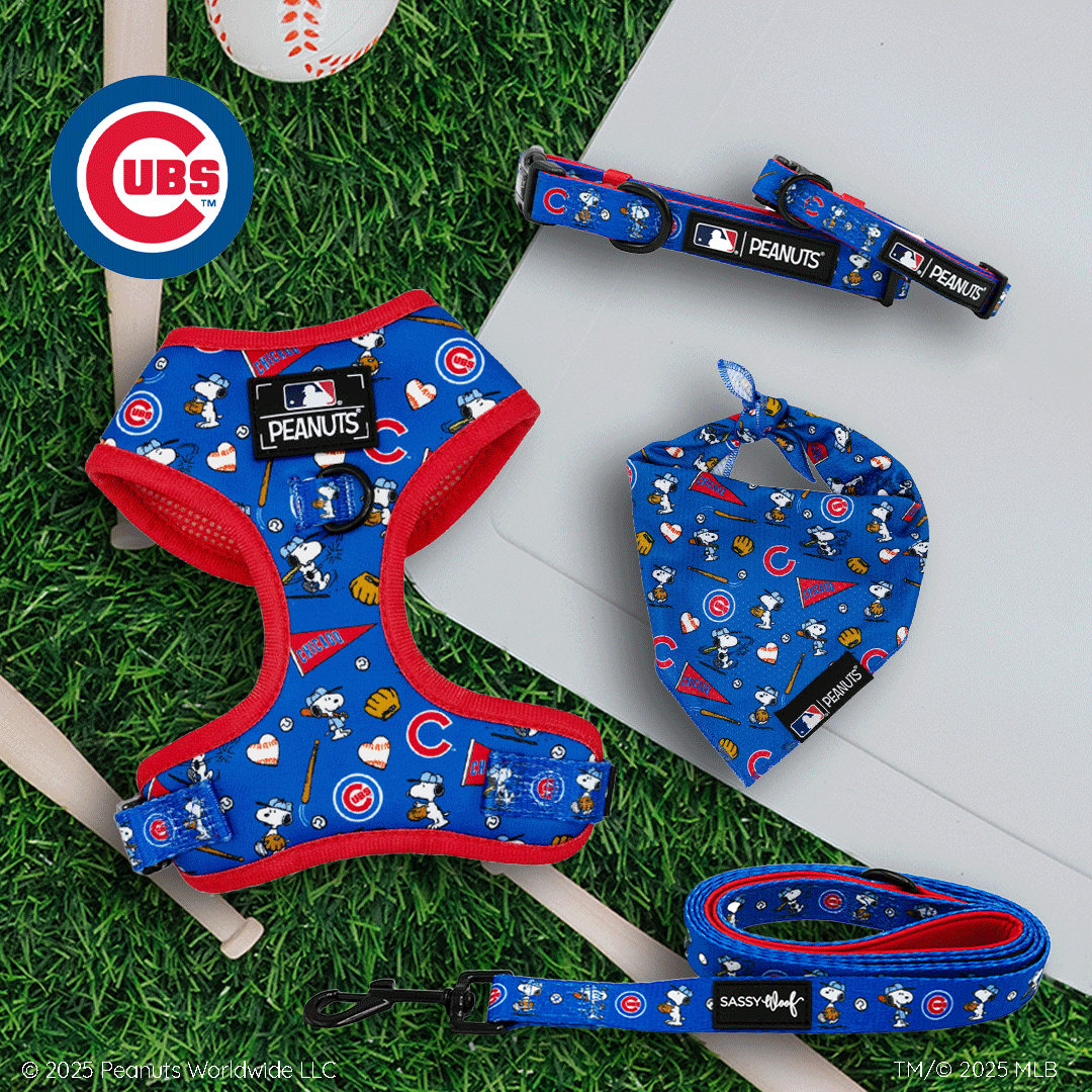Chicago Cubs-themed Peanuts dog accessories, including a harness, leash, collar, and bandana, are displayed on grass next to a bat and baseball. The items are blue with red trim and cartoon Snoopy graphics.