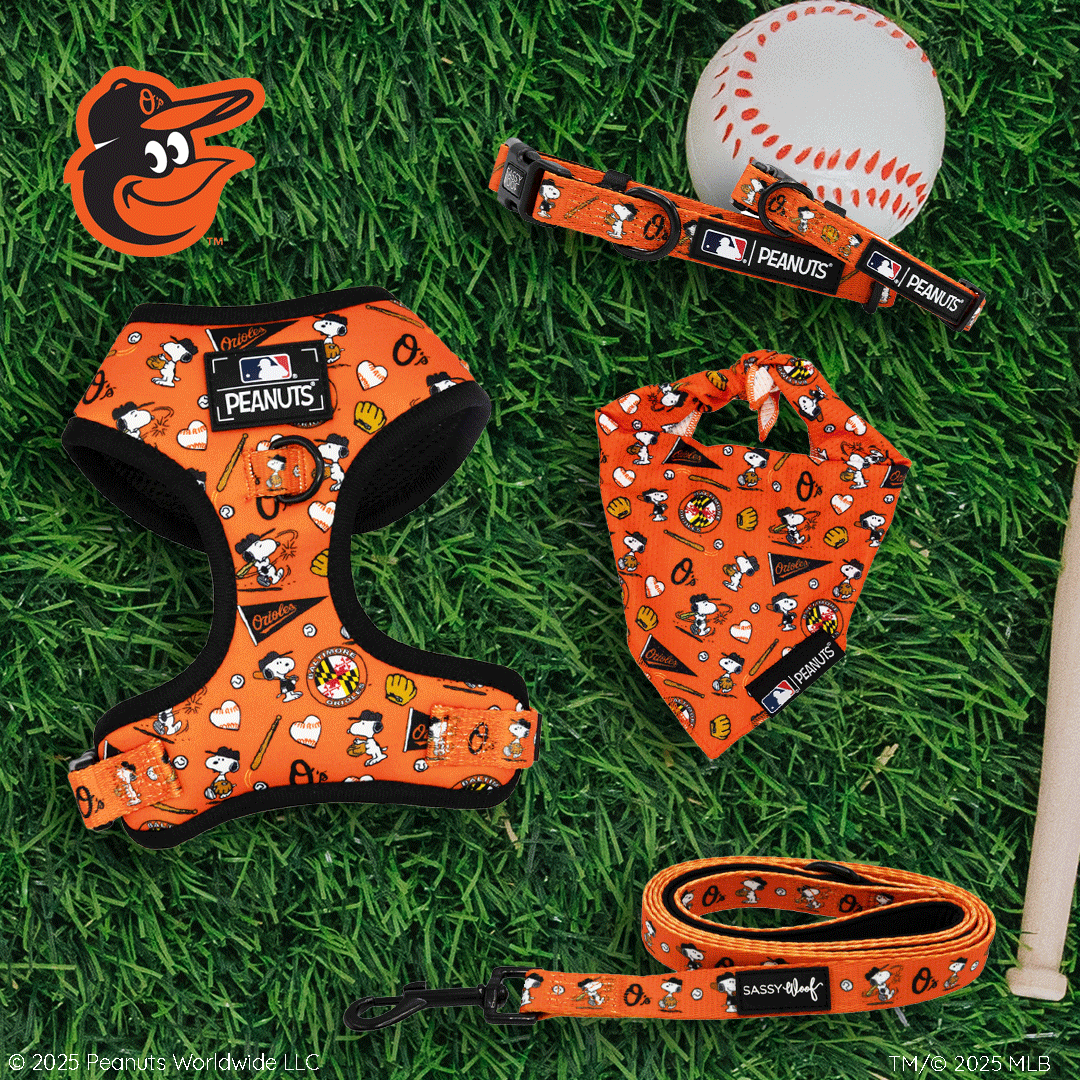 Orange Orioles dog harness, leash, bandana, and collar with Peanuts characters and baseball icons, displayed on green grass next to a toy baseball and the Orioles logo in the top left corner.