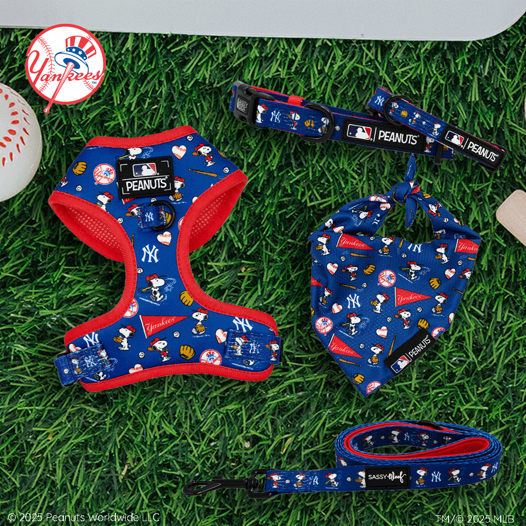 A New York Yankees Peanuts-themed pet harness, collar, leash, and bandana are displayed on green grass. The blue accessories feature Snoopy, Woodstock, and Yankees logos.