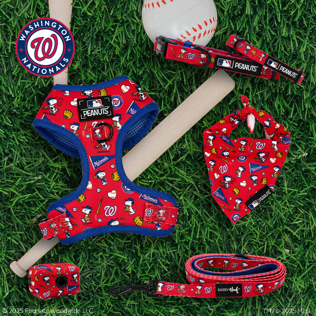 Washington Nationals x Peanuts dog accessories, including a harness, collar, leash, bandana, and waste bag holder with Snoopy and baseball motifs, displayed on grass with a baseball and bat.