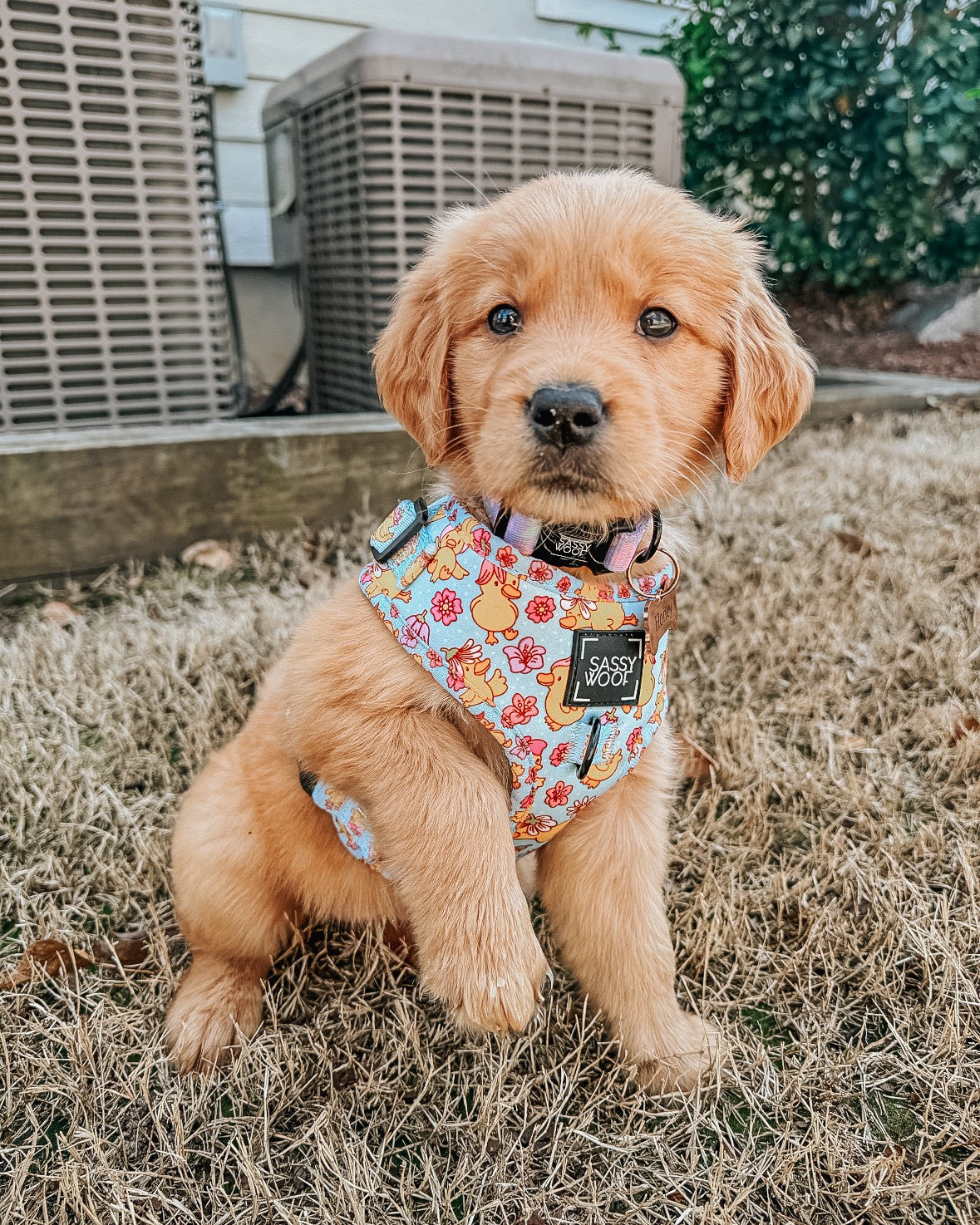 Three small, fluffy brown dogs in sweaters sit on grass in front of wildflowers. The two dogs on the sides wear blue sweaters; the middle dog wears a red sweater. All three are looking forward and smiling.
