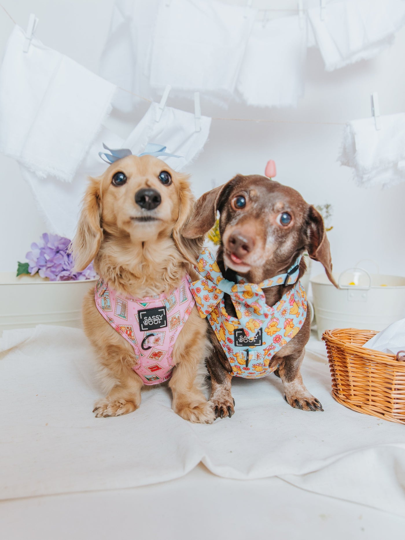 Two small dogs wearing colorful harnesses sit side by side indoors, with white laundry hanging behind them and a wicker basket nearby. One dog is tan, the other is brown with gray patches.