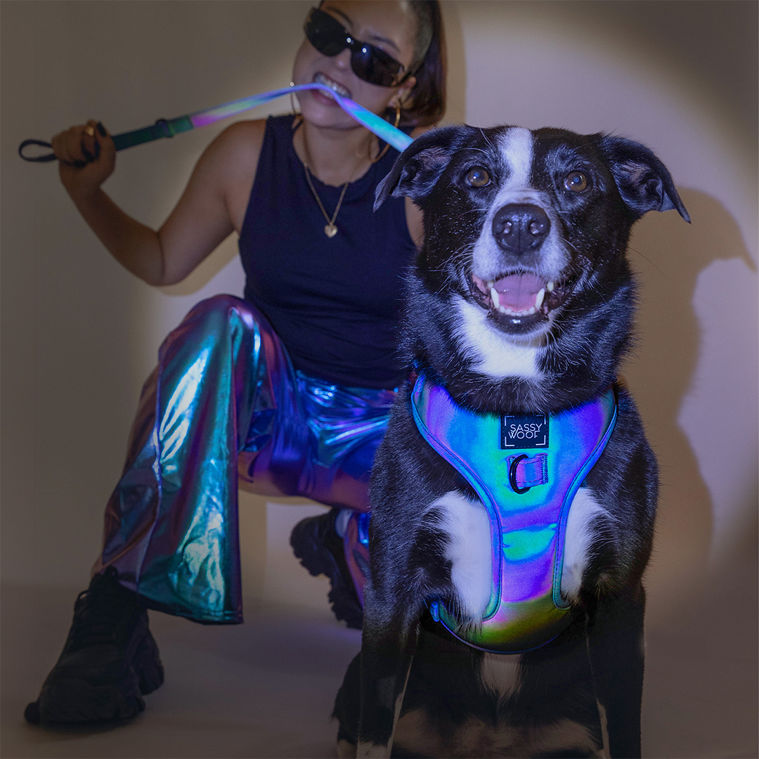 A smiling black and white dog in a colorful harness poses in front of a woman wearing shiny holographic pants and sunglasses, holding the dogs matching leash in her mouth.