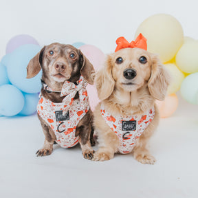 INFLUENCER_CONTENT | @MAYATHEDOX & @WINSTONTHEDOX  | SIZE S