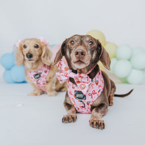 INFLUENCER_CONTENT | @MAYATHEDOX & @WINSTONTHEDOX  | SIZE S