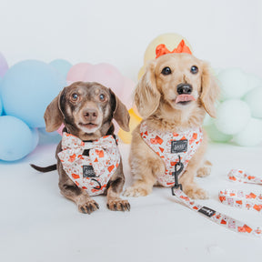 INFLUENCER_CONTENT | @MAYATHEDOX & @WINSTONTHEDOX 