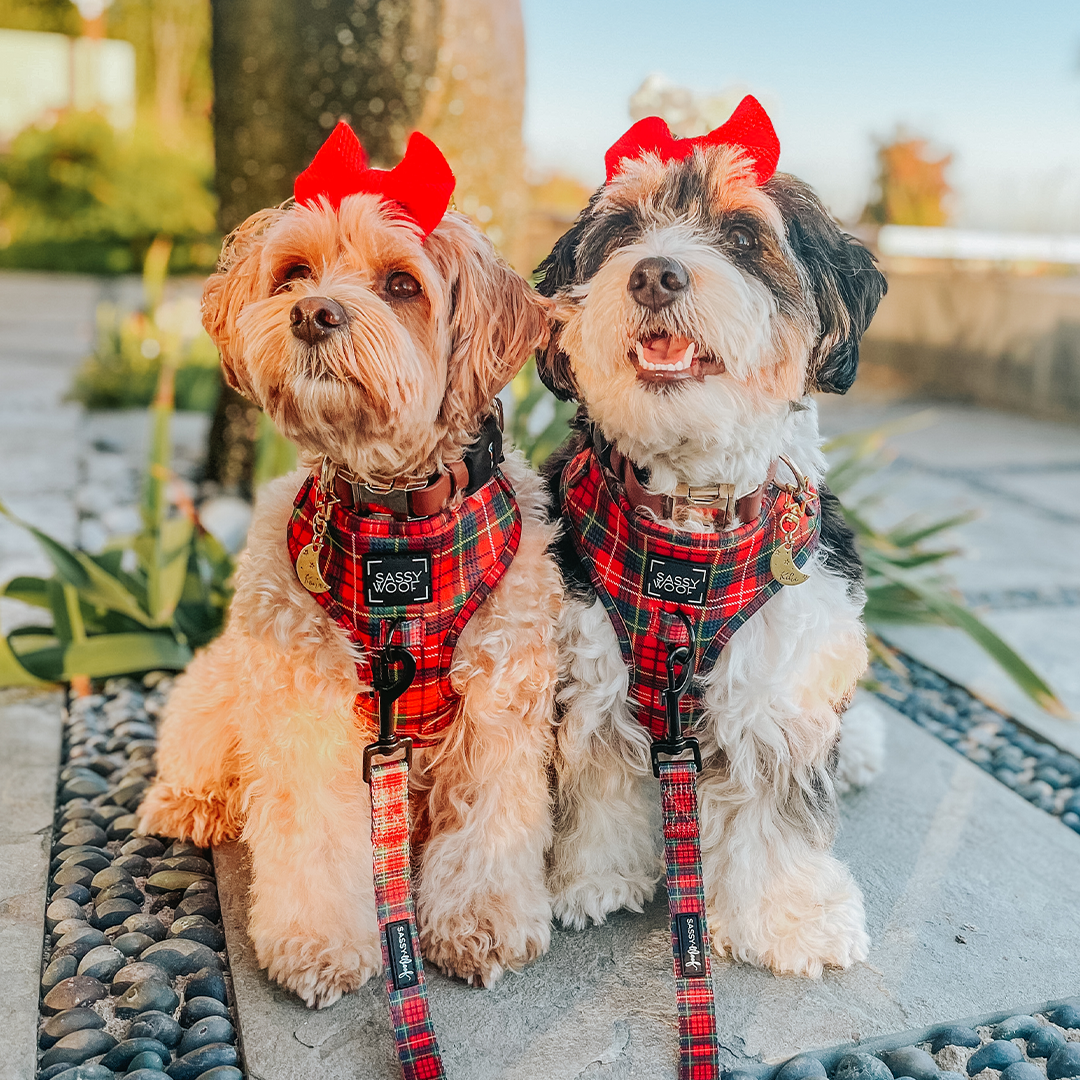 Two dogs wearing plaid harnesses and red bows sitting on a stone path.