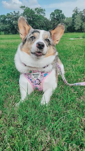 INFLUENCER_CONTENT | @PETUNIAJUNE_CORGI | SIZE M