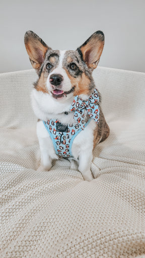 INFLUENCER_CONTENT | @PETUNIAJUNE_CORGI | SIZE M & M