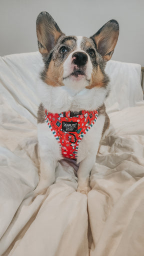 INFLUENCER_CONTENT | @PETUNIAJUNE_CORGI | SIZE M