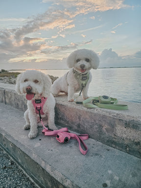 INFLUENCER_CONTENT | @FRISE.AND.FABULOUS