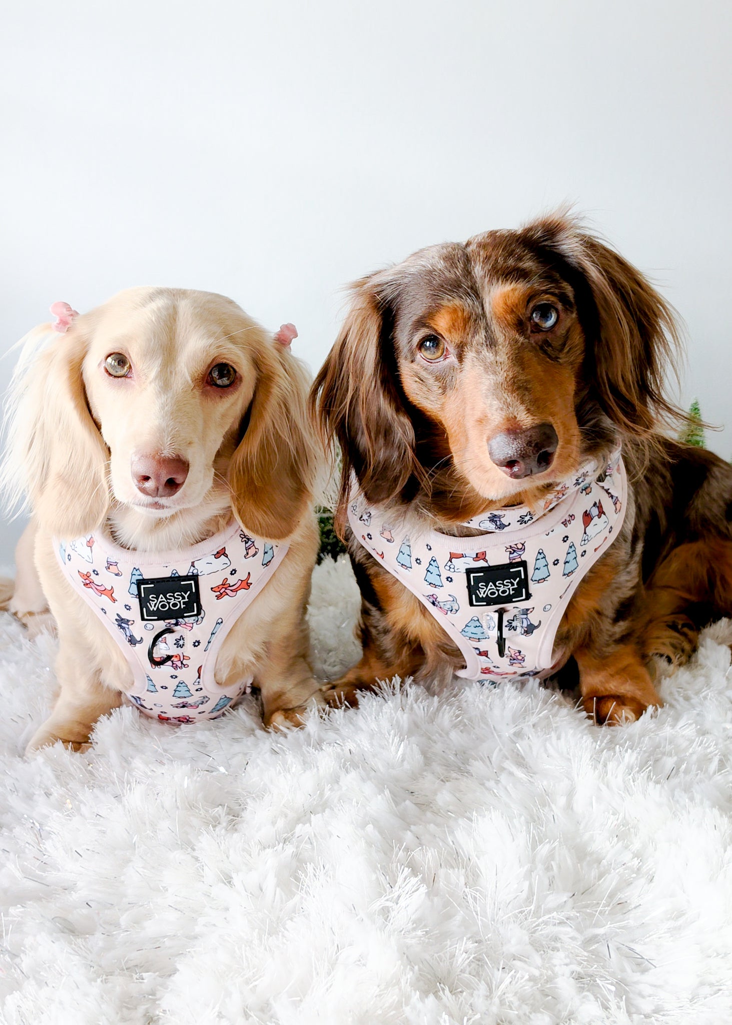 INFLUENCER_CONTENT | @WAFFLESTHEHOTDOG | COLLAR & HARNESS SIZE: M & S / S & XS