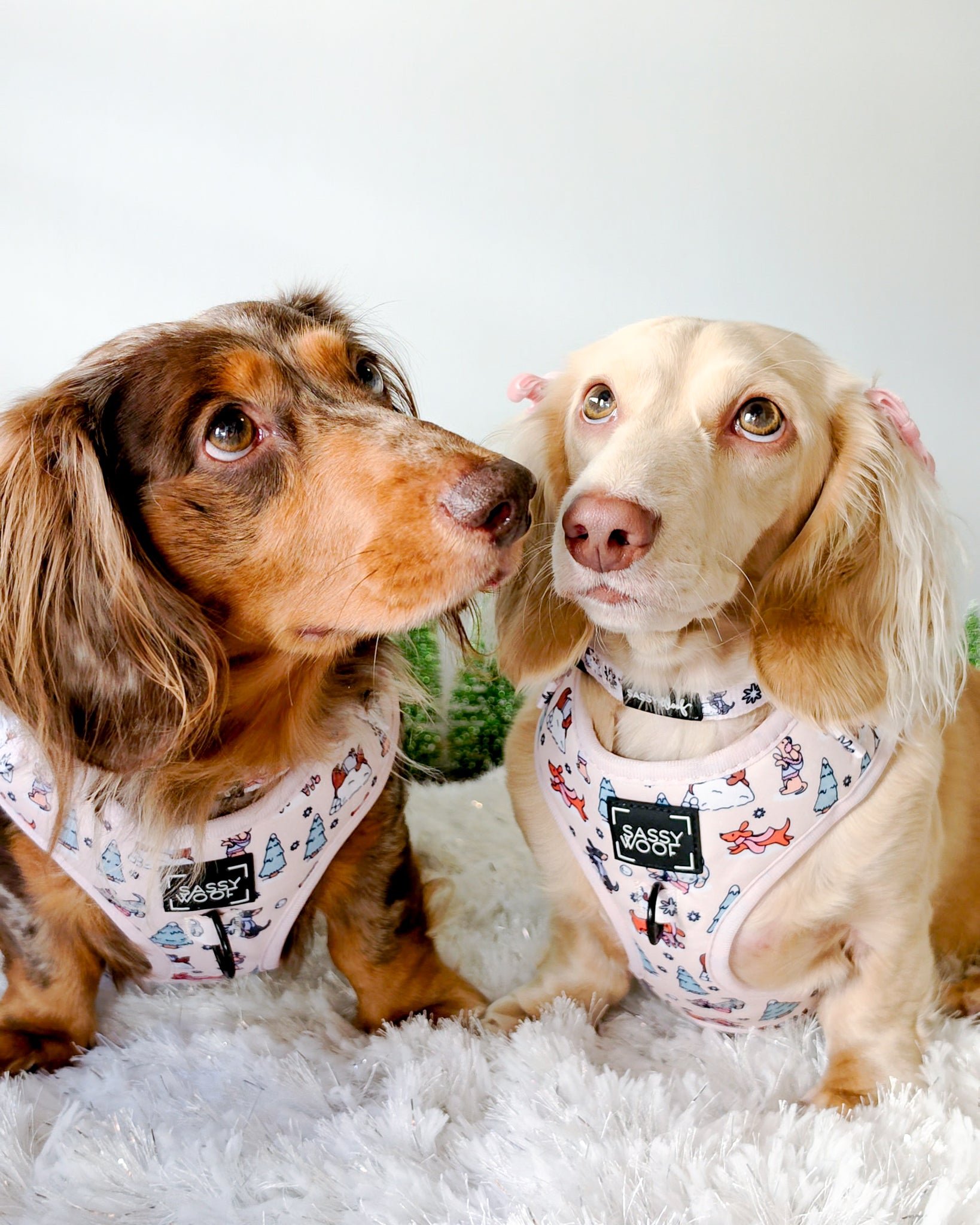 INFLUENCER_CONTENT | @WAFFLESTHEHOTDOG | COLLAR & HARNESS SIZE: M & S / S & XS