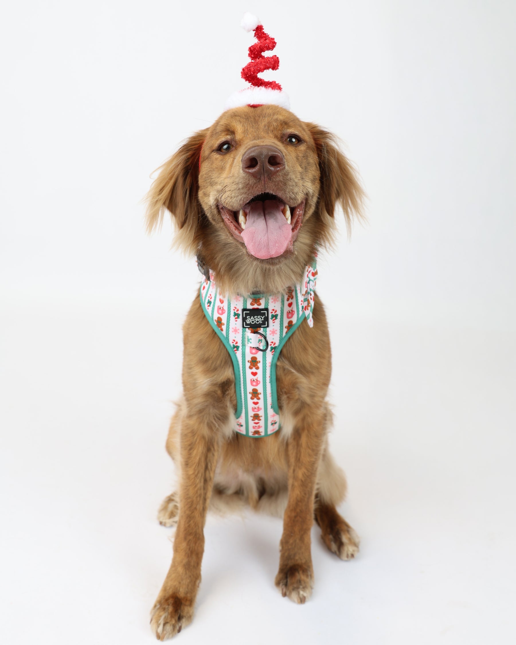 INFLUENCER_CONTENT | @DEANYBEANY | HARNESS SIZE: XL & COLLAR SIZE: M 