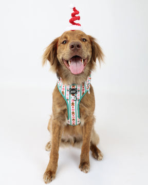 INFLUENCER_CONTENT | @DEANYBEANY | HARNESS SIZE: XL & COLLAR SIZE: M 